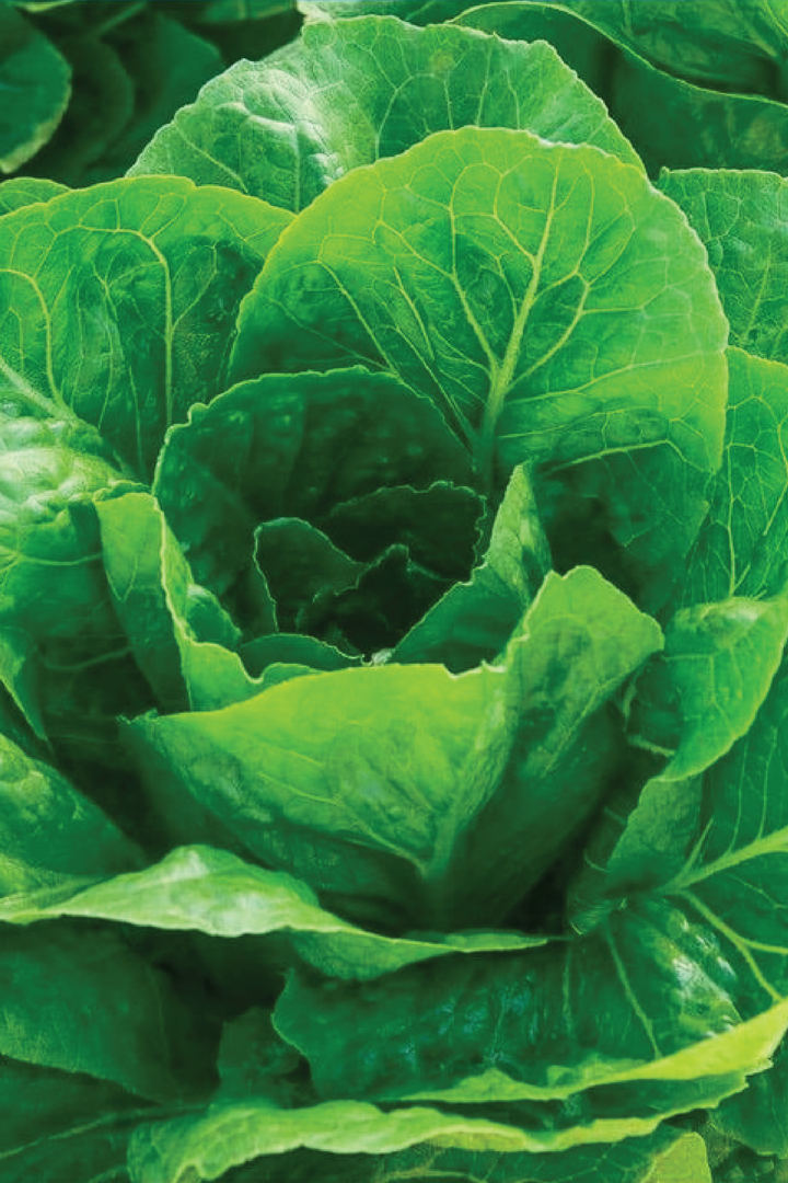 ORGANIC PARIS LETTUCE SEEDLING