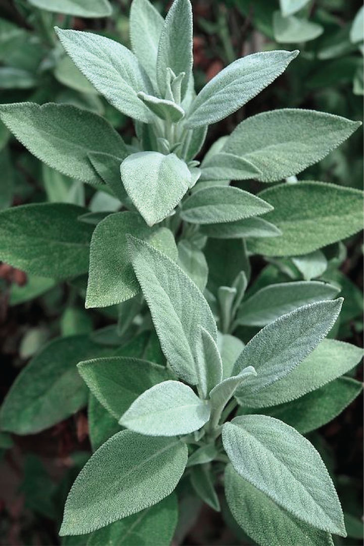 ORGANIC SAGE SEEDLING <br> شتلات المريمية العضوي