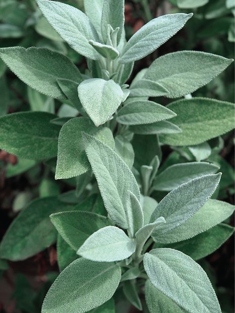 SAGE SEEDS <br> بذور الميرامية