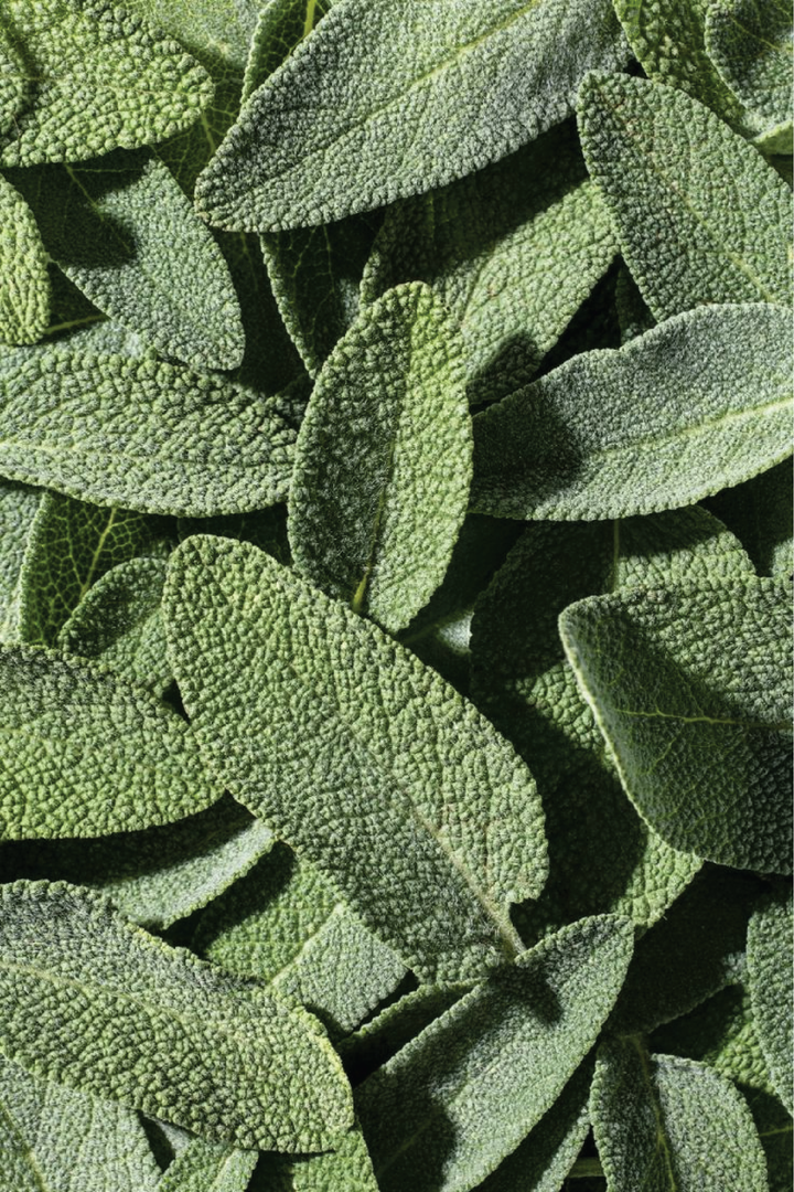 ORGANIC SAGE SEEDLING <br> شتلات المريمية العضوي