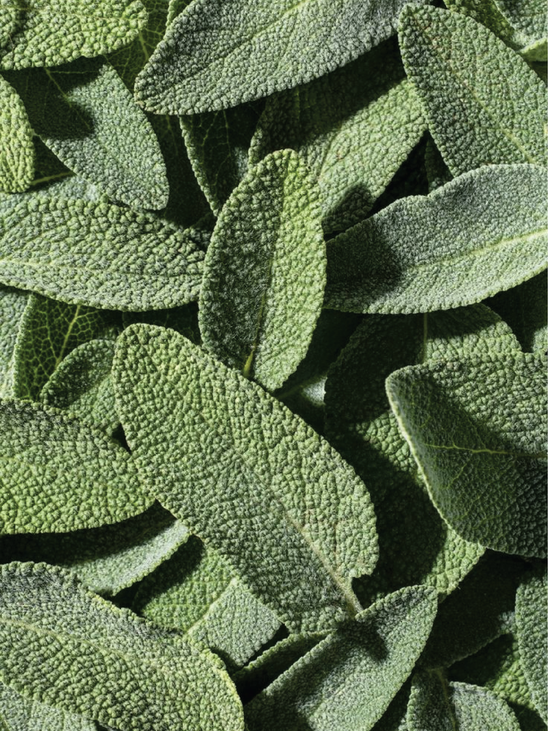 SAGE SEEDS <br> بذور الميرامية