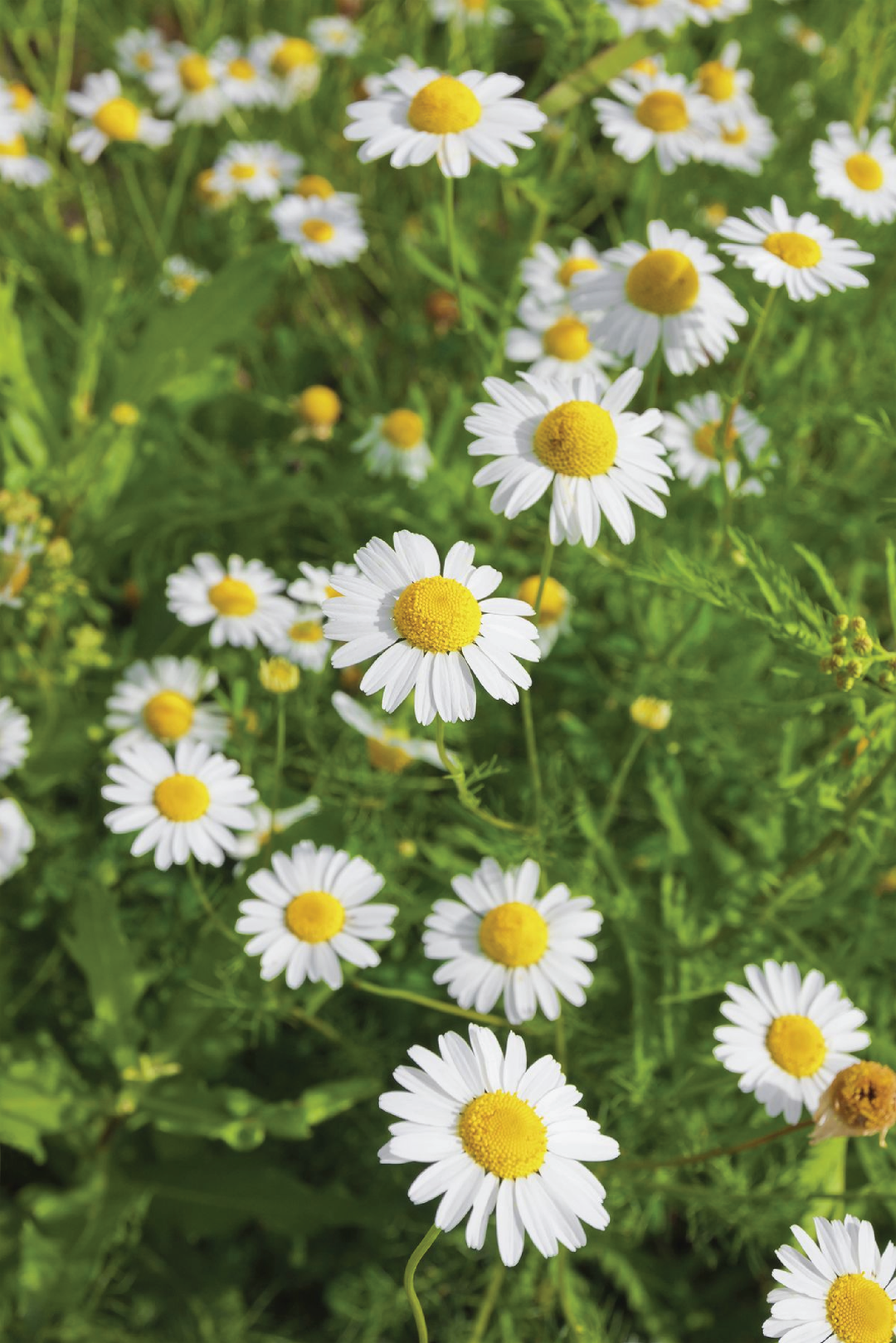 GERMAN CHAMOMILE SEEDS <br> بذور زهور البابونج الألماني