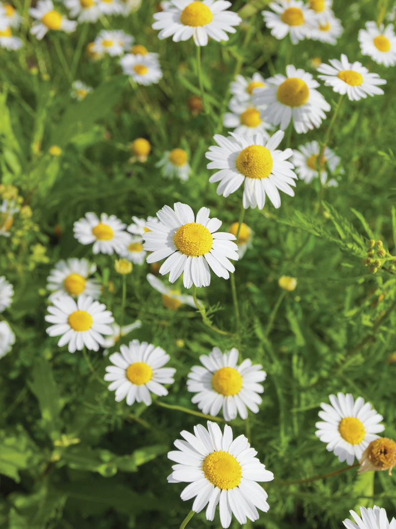 ORGANIC GERMAN CHAMOMILE SEEDLING <br>شتلات البابونج الألماني العضوية