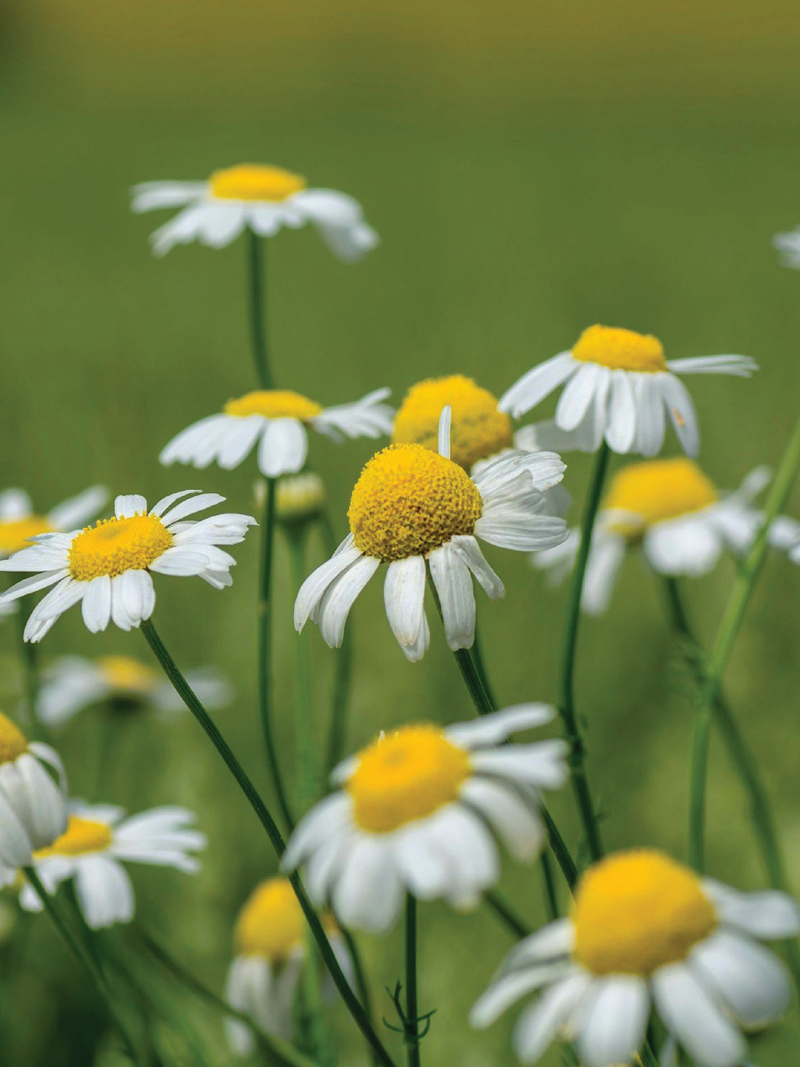 GERMAN CHAMOMILE SEEDS <br> بذور زهور البابونج الألماني