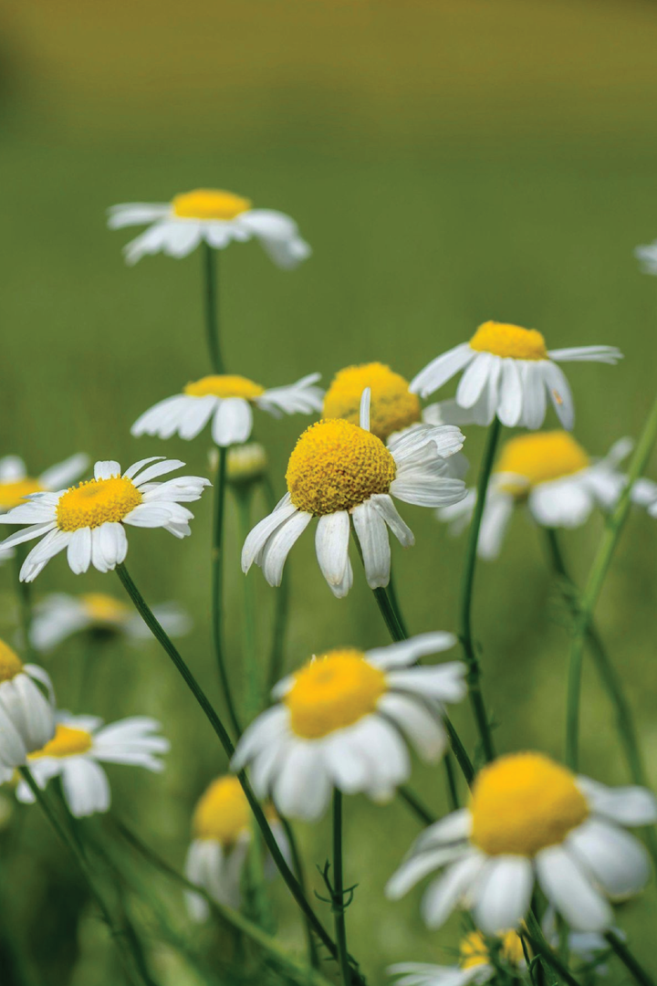GERMAN CHAMOMILE SEEDS <br> بذور زهور البابونج الألماني