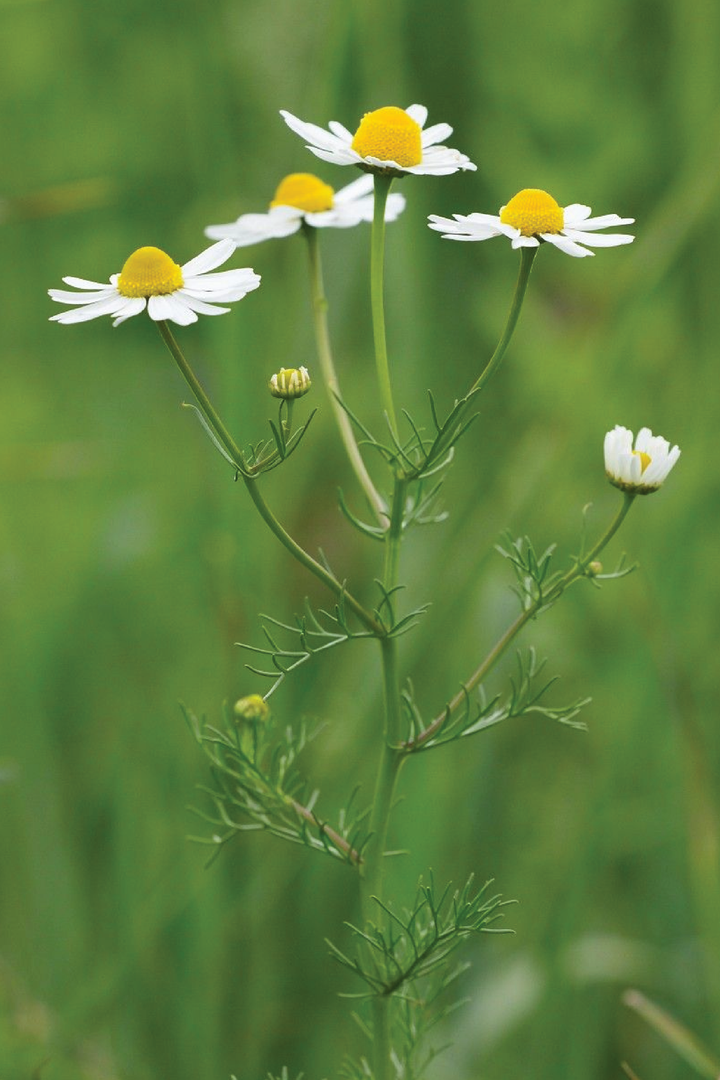GERMAN CHAMOMILE SEEDS <br> بذور زهور البابونج الألماني