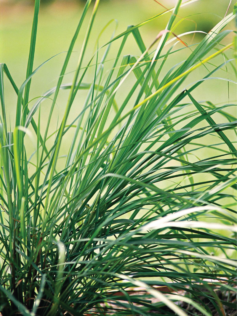 EXTRA LARGE ORGANIC LEMON GRASS SEEDLING <br>شتلات عشبة الليمون العضوية كبيرة جدًا