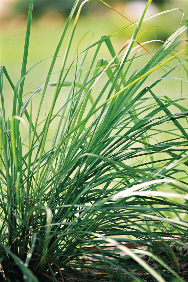 EXTRA LARGE ORGANIC LEMON GRASS SEEDLING <br>شتلات عشبة الليمون العضوية كبيرة جدًا