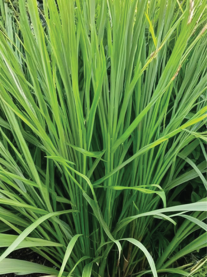 EXTRA LARGE ORGANIC LEMON GRASS SEEDLING <br>شتلات عشبة الليمون العضوية كبيرة جدًا