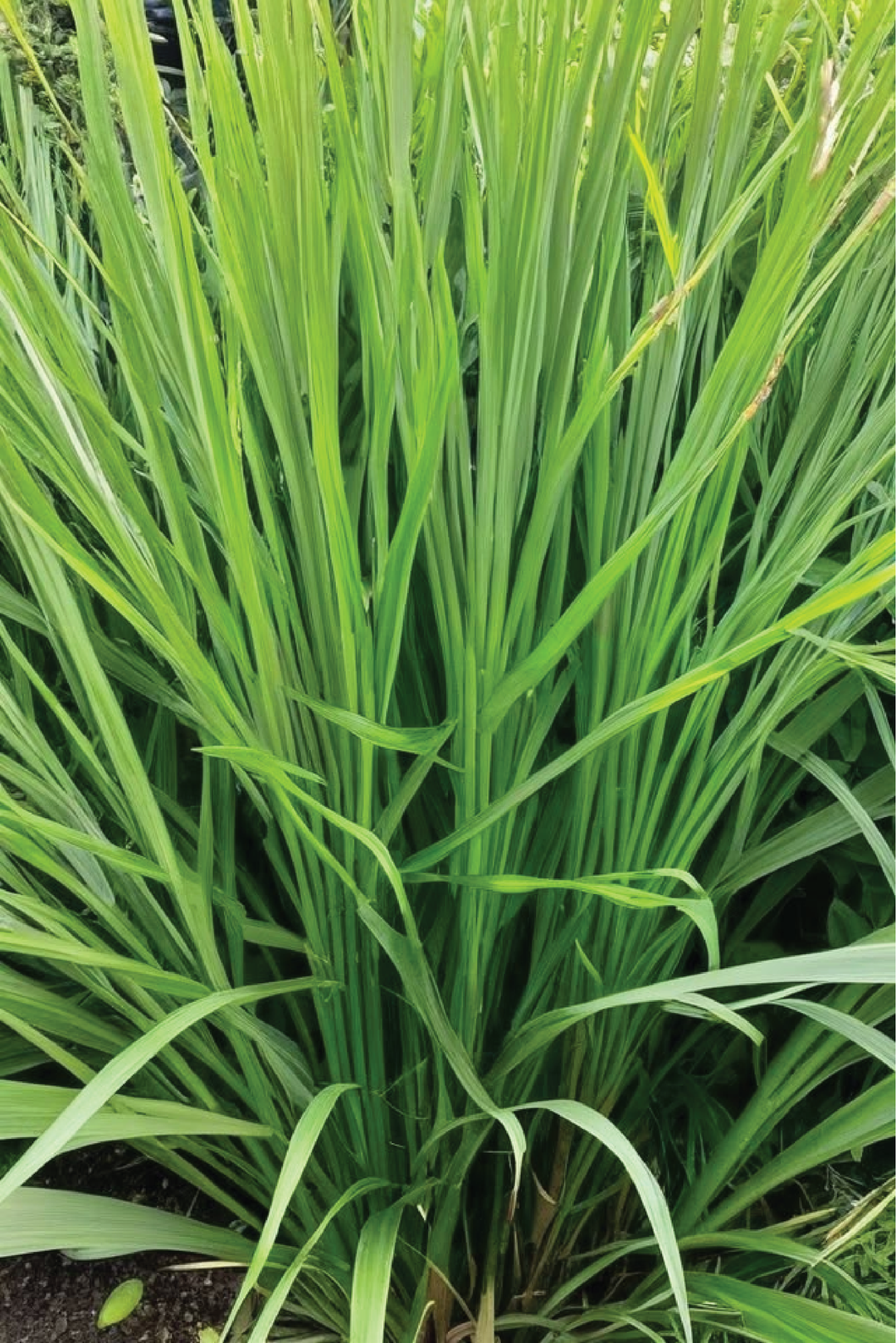 EXTRA LARGE ORGANIC LEMON GRASS SEEDLING <br>شتلات عشبة الليمون العضوية كبيرة جدًا