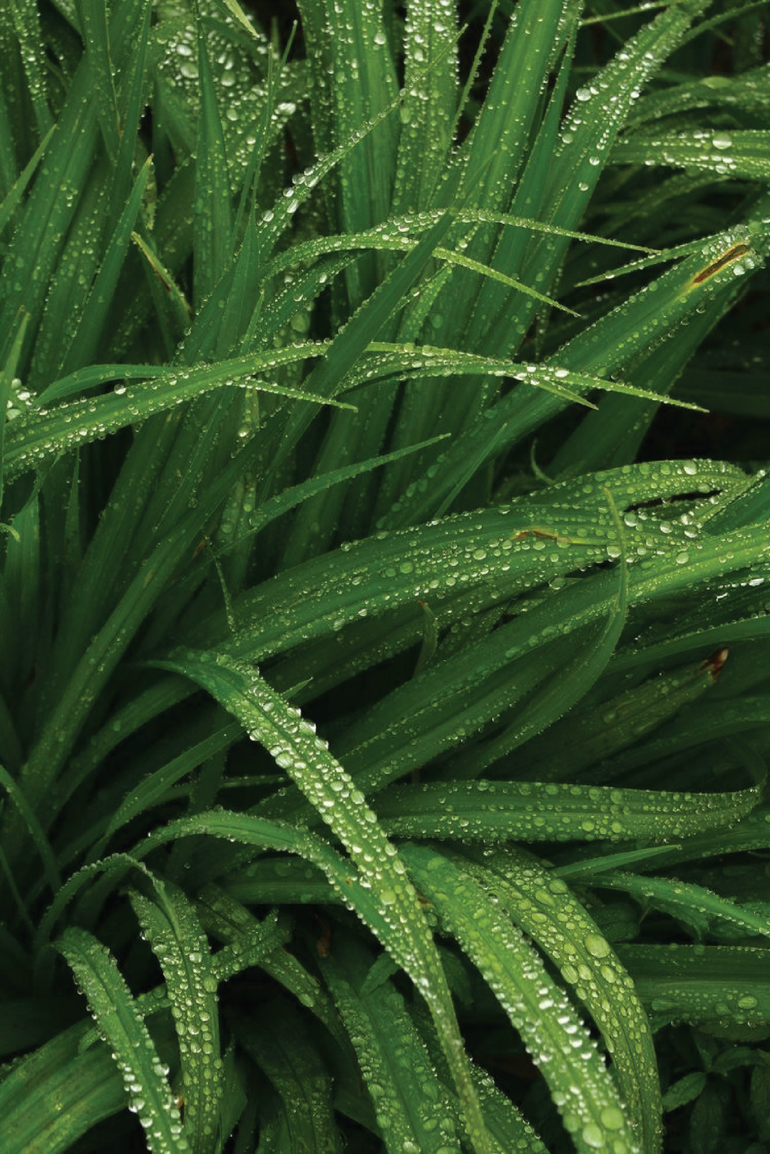 EXTRA LARGE ORGANIC LEMON GRASS SEEDLING <br>شتلات عشبة الليمون العضوية كبيرة جدًا