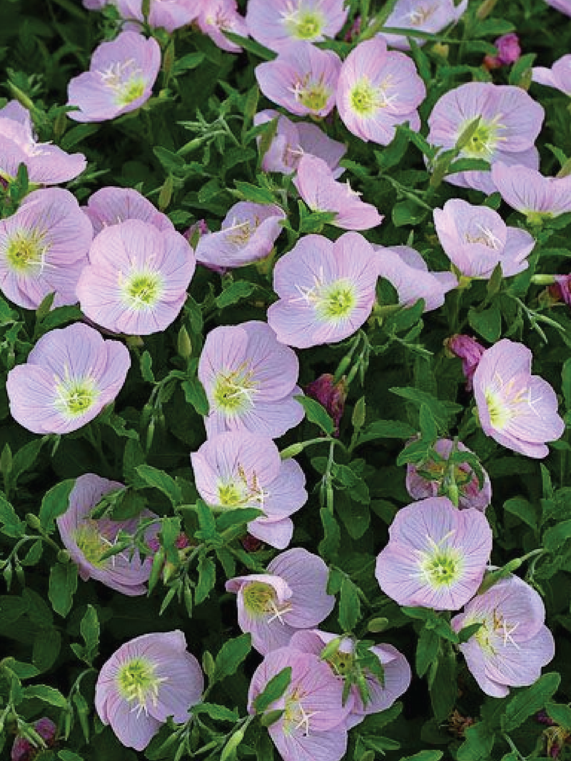 PINK EVENING PRIMROSE SEEDLING <br> شتلات زهرة المساء الوردية