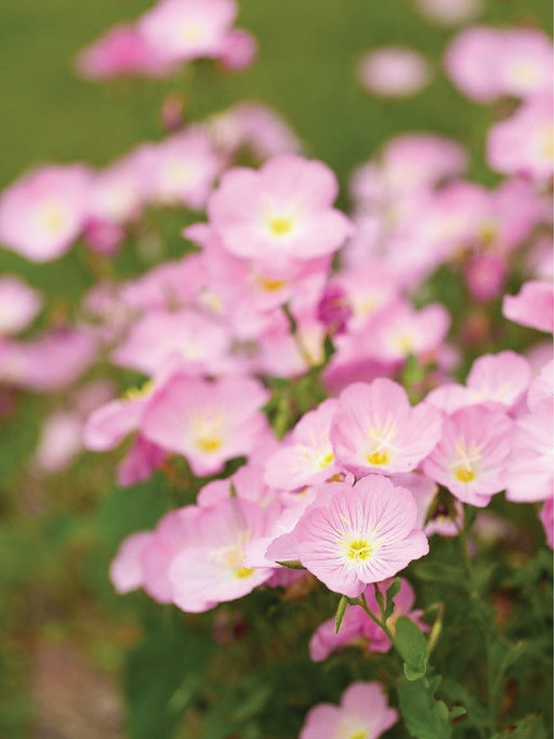 PINK EVENING PRIMROSE SEEDLING <br> شتلات زهرة المساء الوردية