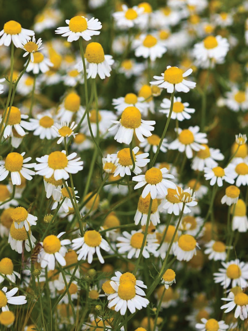 ORGANIC ROMAN CHAMOMILE SEEDLING <br>شتلات البابونج الرومان العضوية