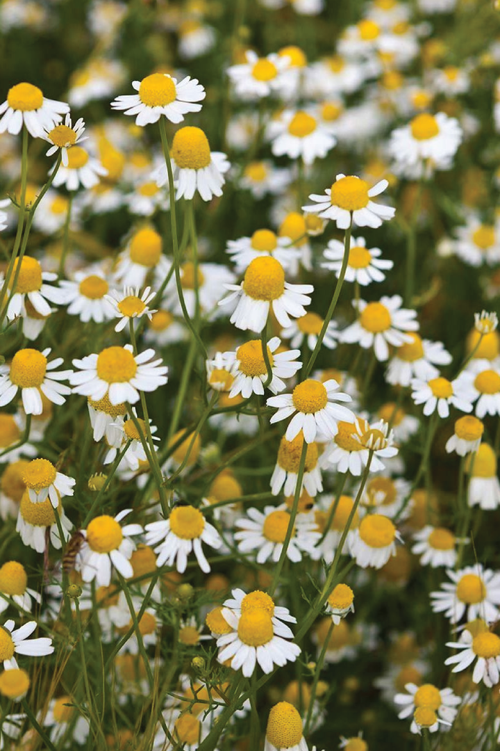 ORGANIC ROMAN CHAMOMILE SEEDLING