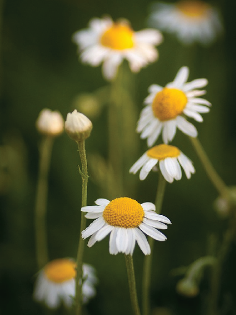 ORGANIC ROMAN CHAMOMILE SEEDLING <br>شتلات البابونج الرومان العضوية