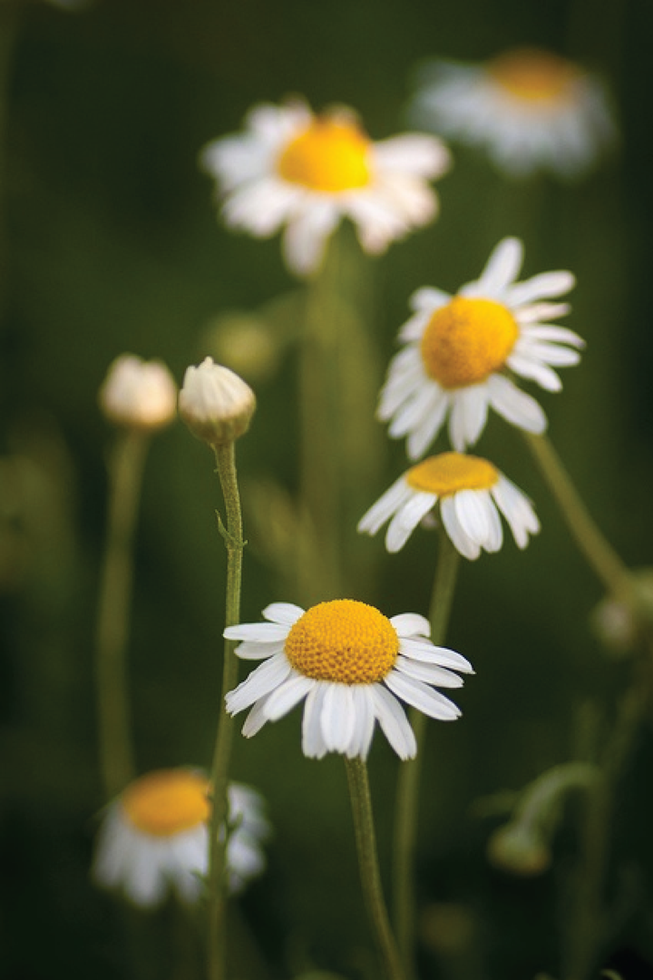 ORGANIC ROMAN CHAMOMILE SEEDLING