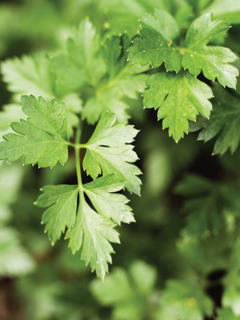 بذور البقدونس بذور البقدونس