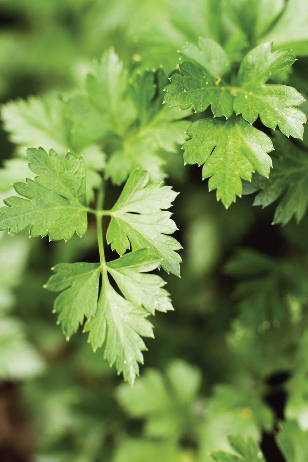PARSLEY SEEDS<br> بذور البقدونس