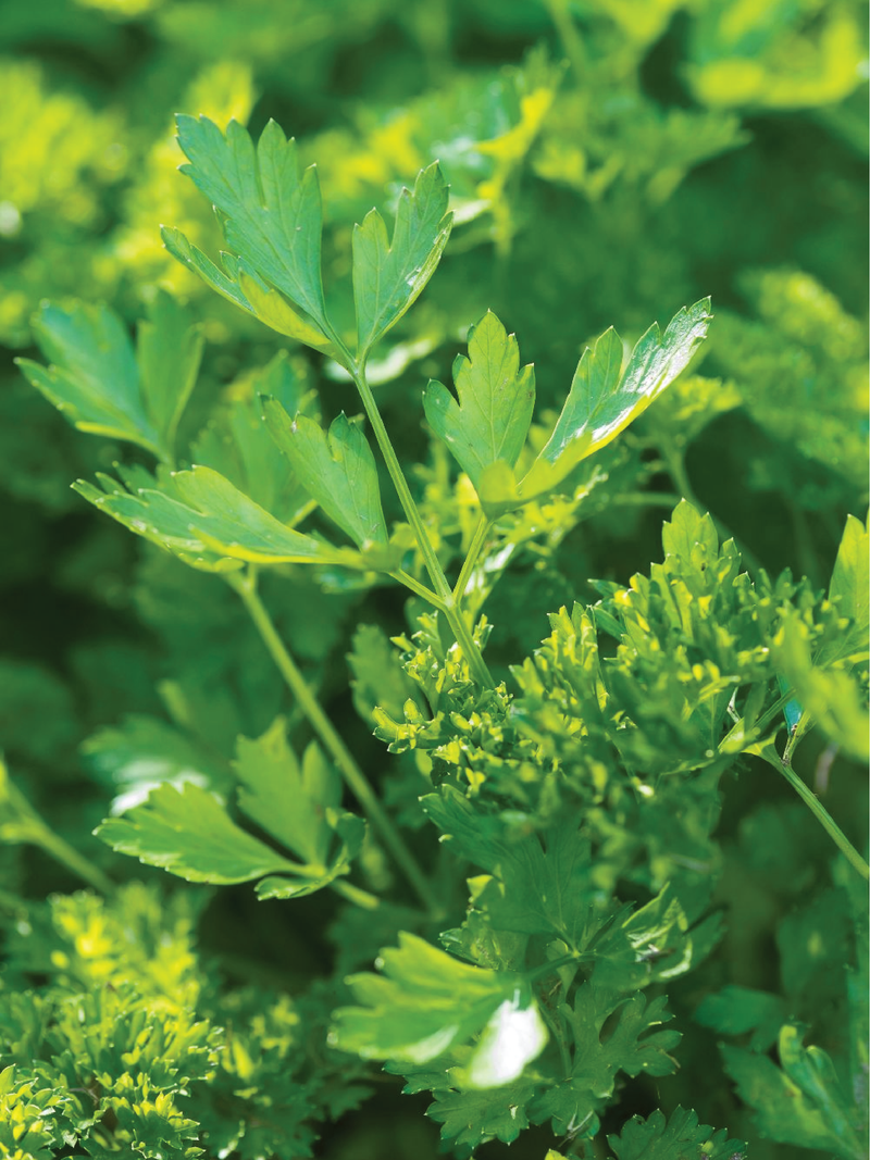 PARSLEY SEEDS<br> بذور البقدونس