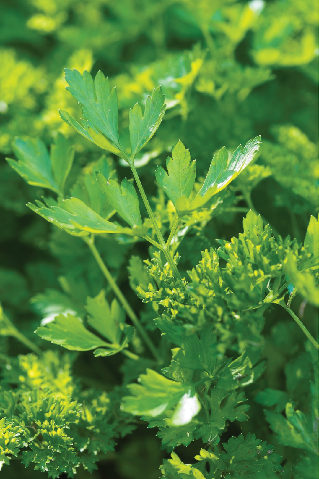 PARSLEY SEEDS<br> بذور البقدونس