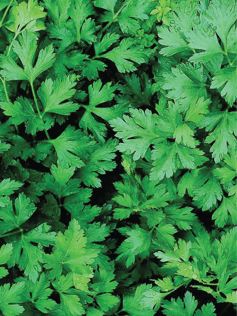 بذور البقدونس بذور البقدونس