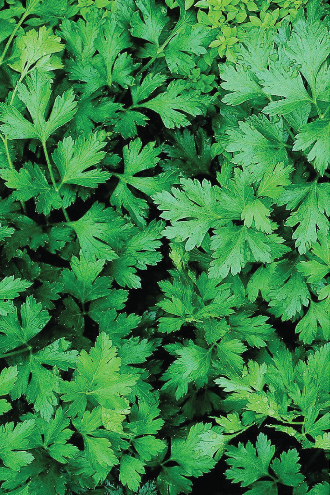 PARSLEY SEEDS<br> بذور البقدونس