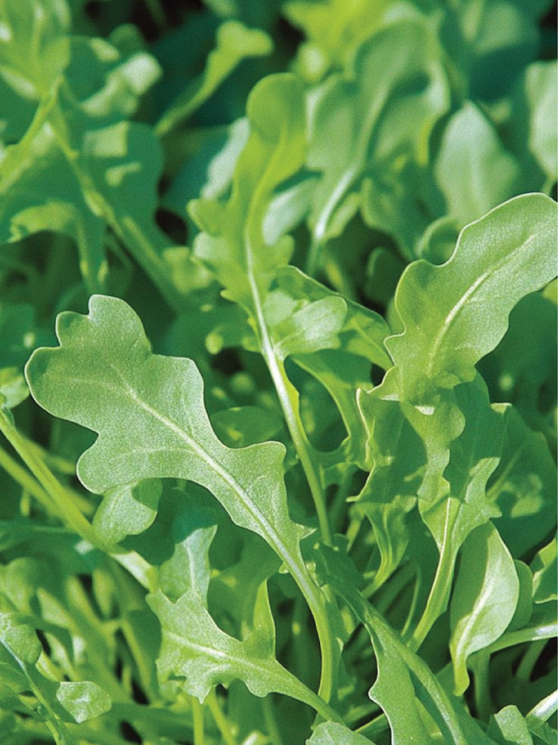 بذور الجرجير معلومات الجرجير