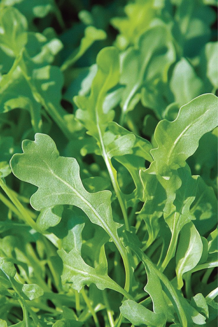 2 ORGANIC ROCKET SEEDLING <br>   ٢ شتلات الجرجير العضوية