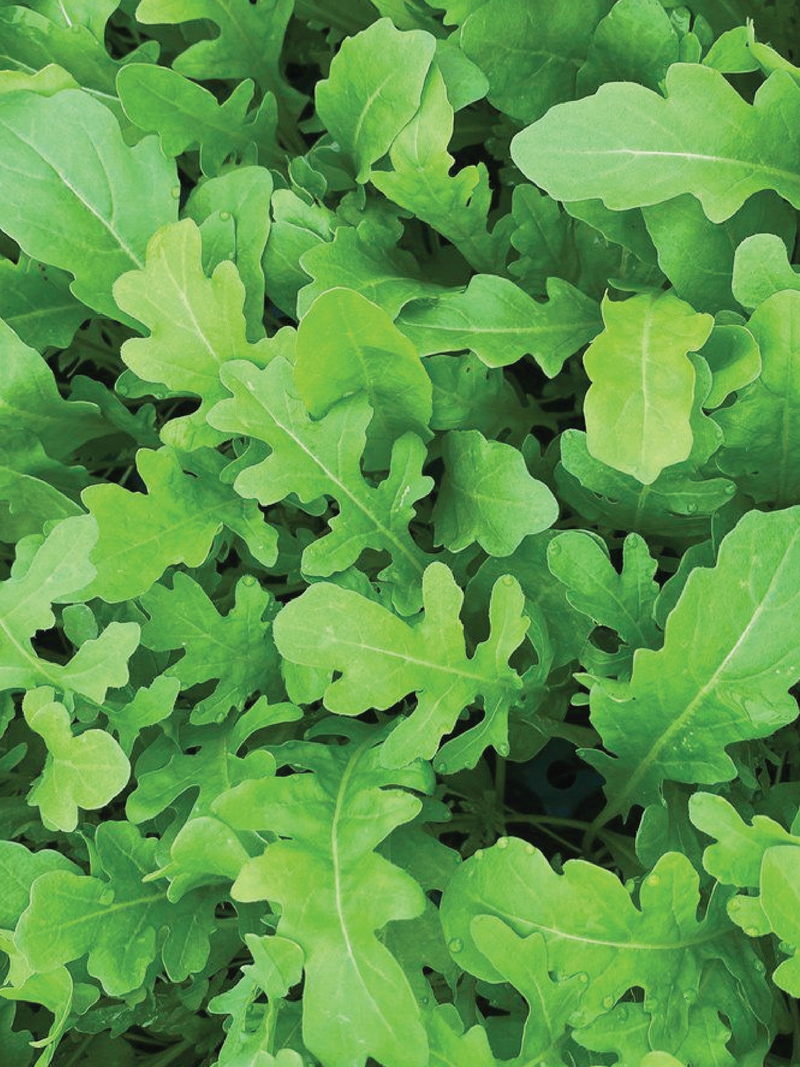 بذور الجرجير معلومات الجرجير