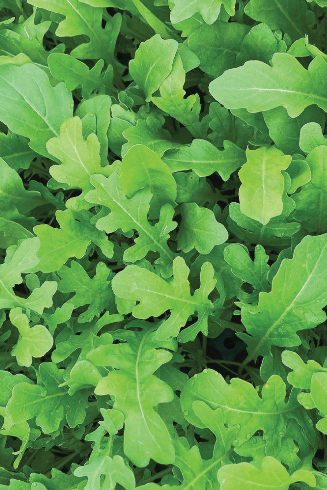 2 ORGANIC ROCKET SEEDLING <br>   ٢ شتلات الجرجير العضوية