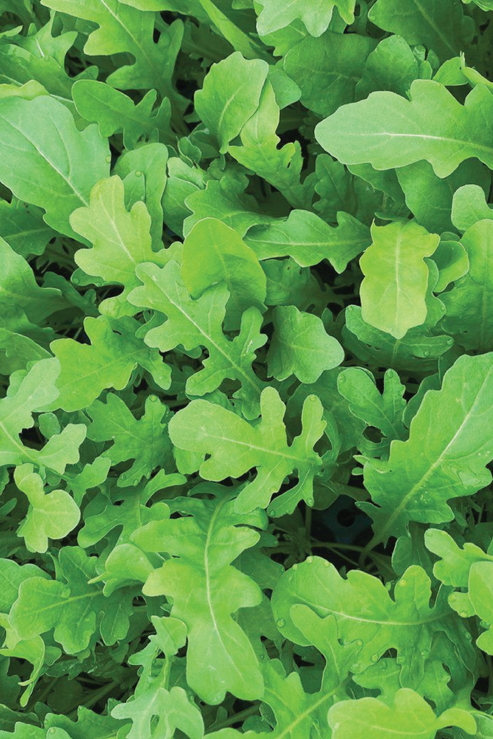 2 ORGANIC ROCKET SEEDLING <br>   ٢ شتلات الجرجير العضوية