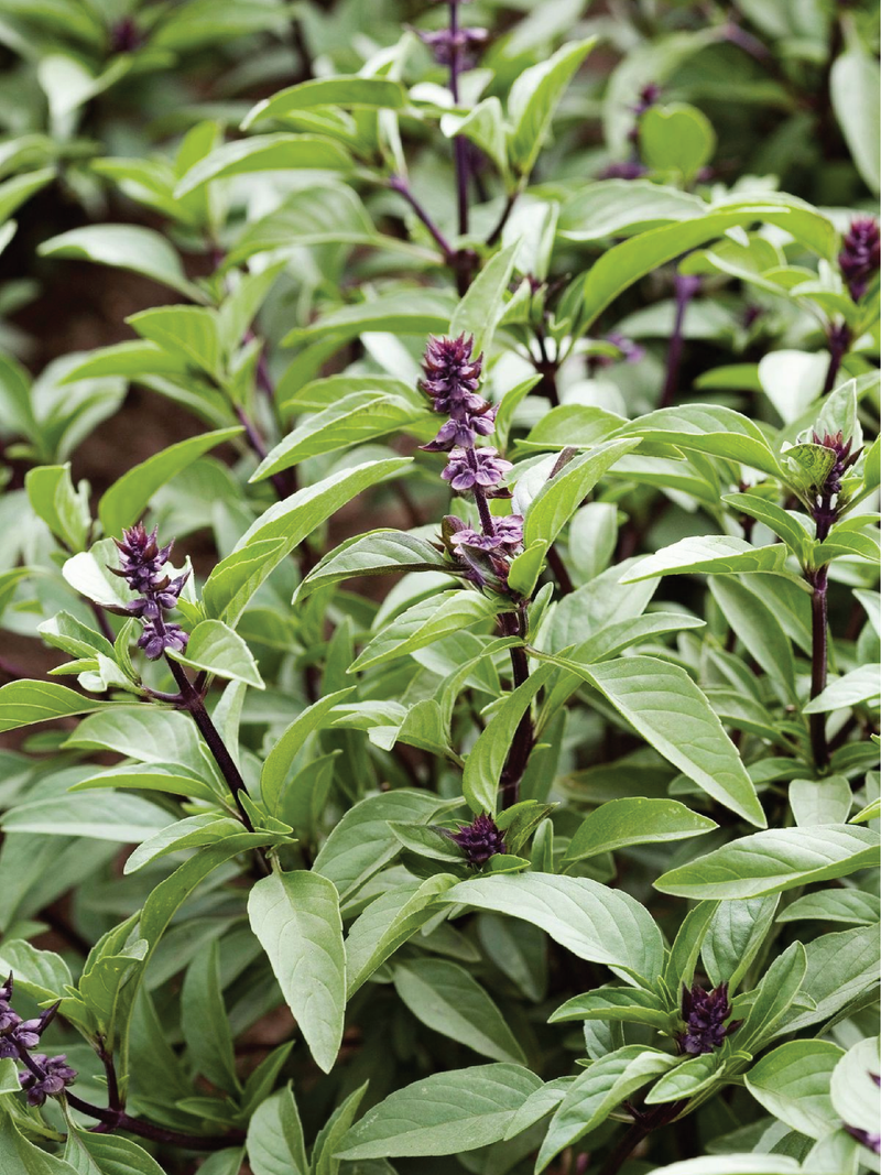 ORGANIC THAI BASIL SEEDLING <br> شتلات الريحان التايلاندي العضوية