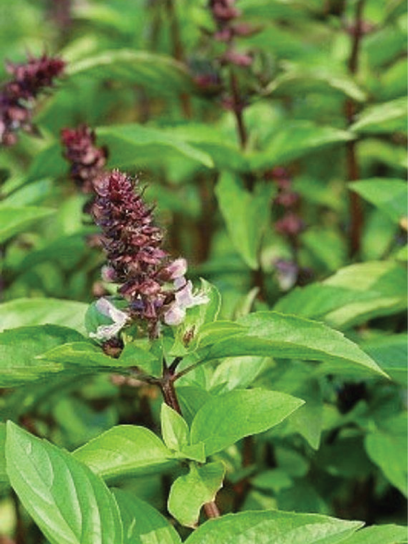 ORGANIC THAI BASIL SEEDLING <br> شتلات الريحان التايلاندي العضوية