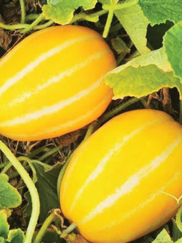 ORGANIC INNOVATION HONEY MELON SEEDLING <br> شتلات الشمام انوفيشن العضوية