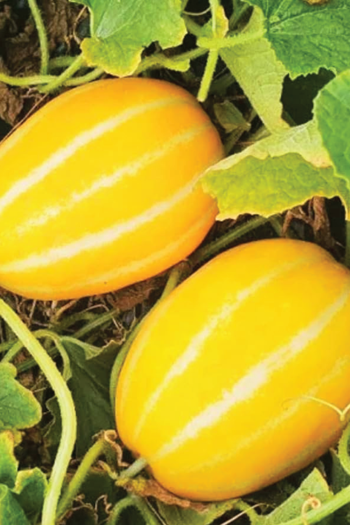 ORGANIC INNOVATION HONEY MELON SEEDLING <br> شتلات الشمام انوفيشن العضوية