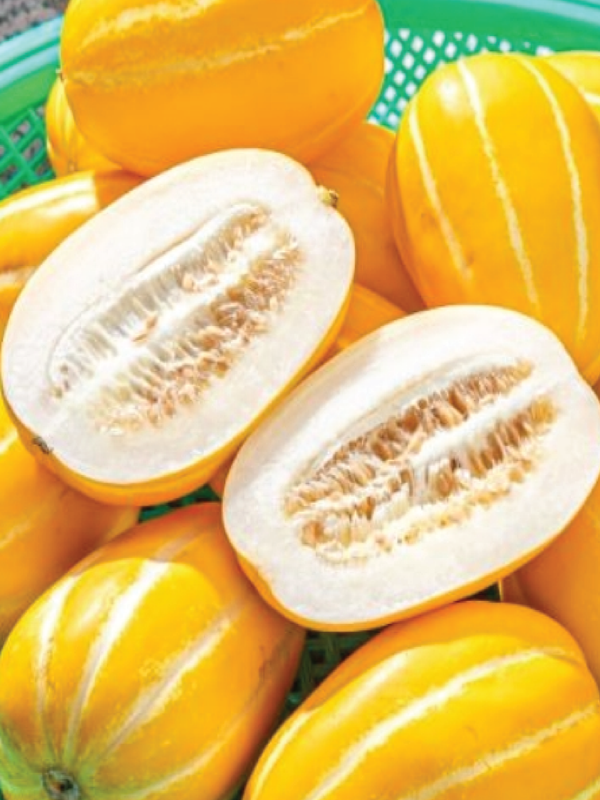 ORGANIC INNOVATION HONEY MELON SEEDLING <br> شتلات الشمام انوفيشن العضوية