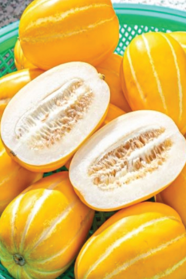 ORGANIC INNOVATION HONEY MELON SEEDLING <br> شتلات الشمام انوفيشن العضوية