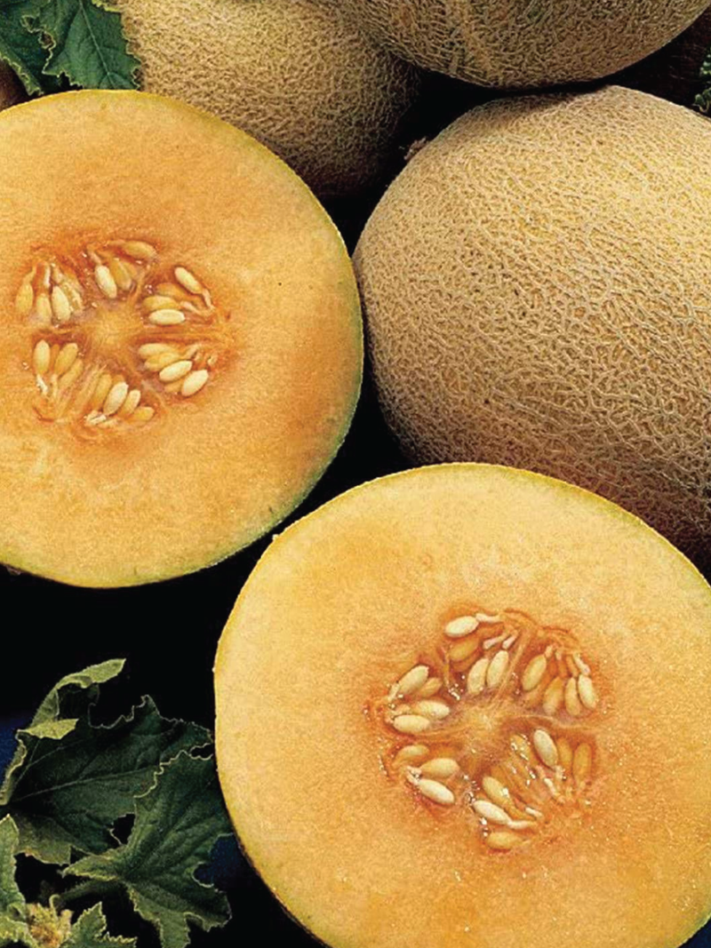 ORGANIC NEW QUEEN MELON SEEDLING <br> شتلات الشمام نيوكوين العضوية