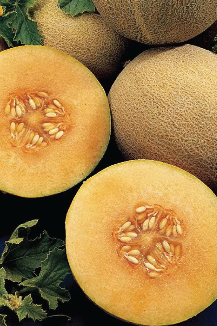 ORGANIC NEW QUEEN MELON SEEDLING <br> شتلات الشمام نيوكوين العضوية