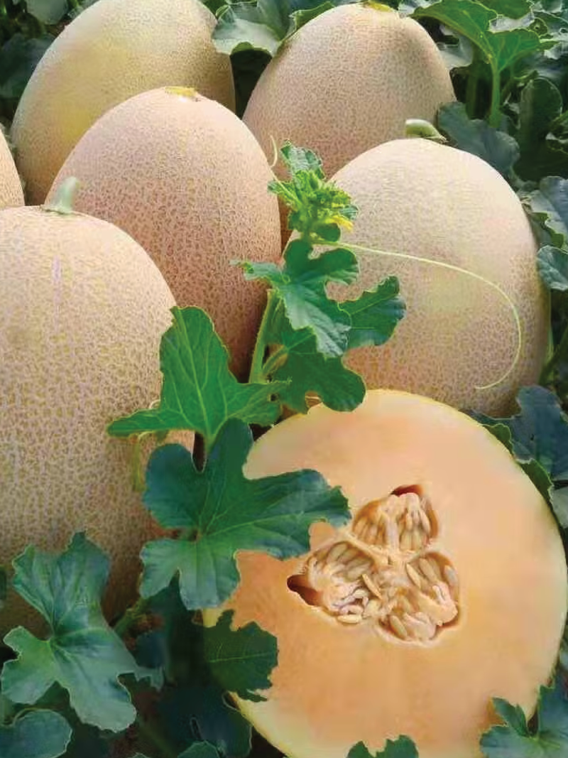 ORGANIC NEW QUEEN MELON SEEDLING <br> شتلات الشمام نيوكوين العضوية