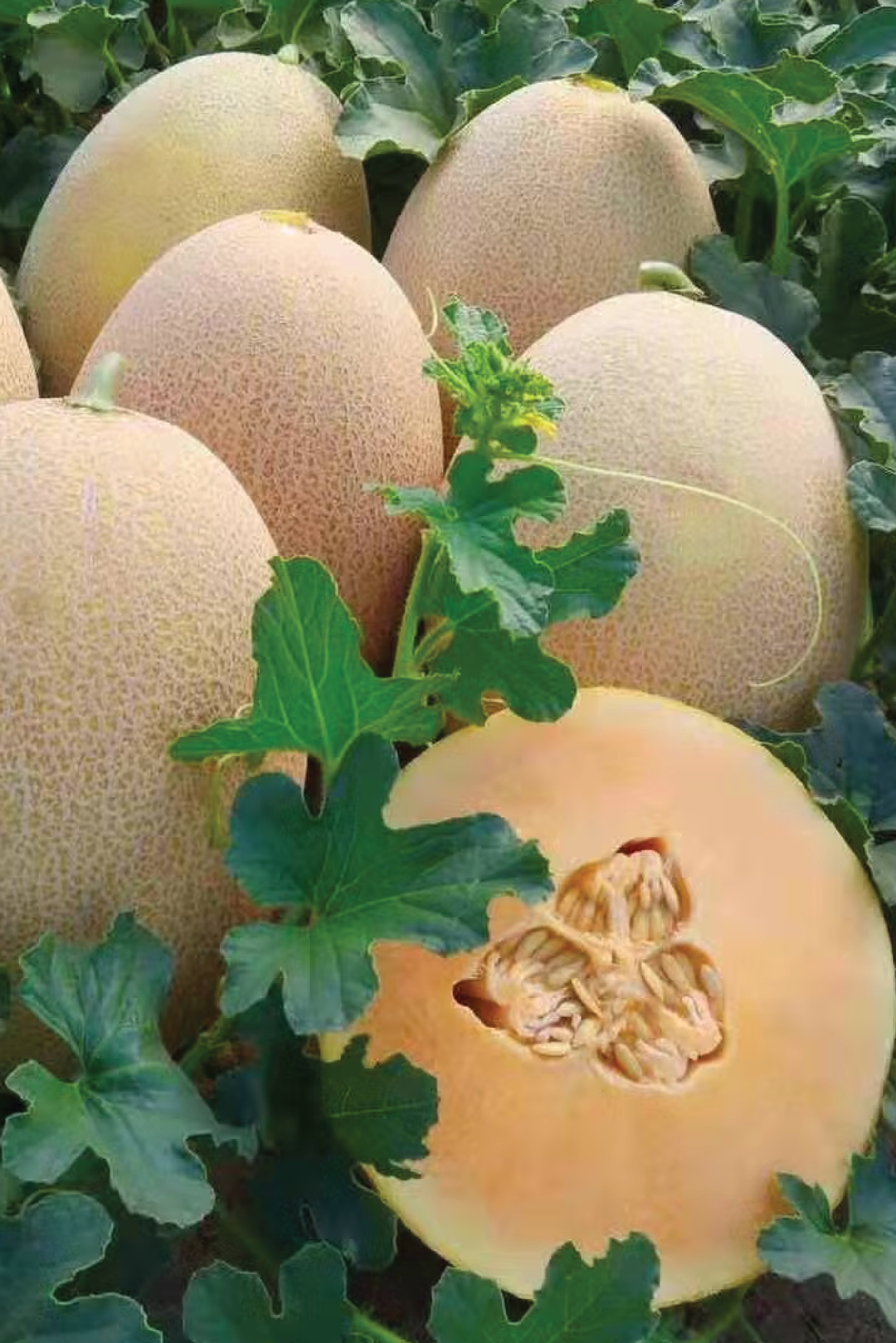 ORGANIC NEW QUEEN MELON SEEDLING <br> شتلات الشمام نيوكوين العضوية