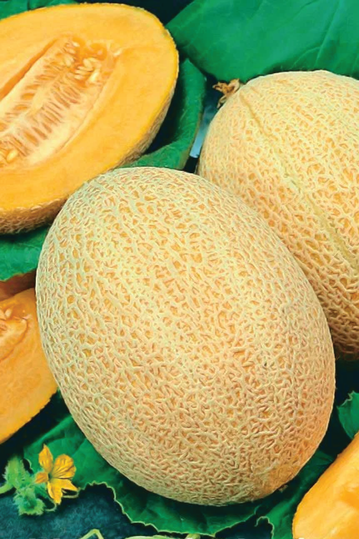 ORGANIC NEW QUEEN MELON SEEDLING <br> شتلات الشمام نيوكوين العضوية