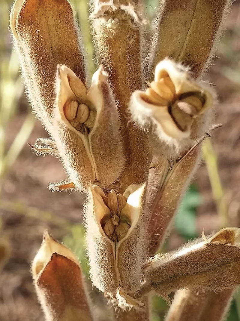 ORGANIC BROWN SESAME SEEDLING <br> شتلات السمسم البني العضوية
