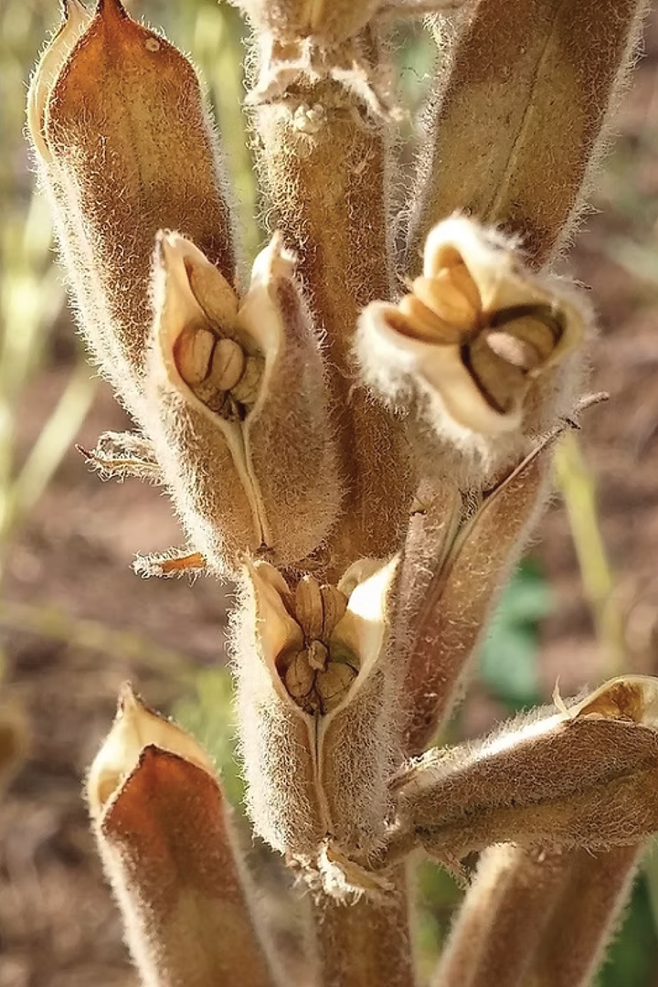 ORGANIC BROWN SESAME SEEDLING <br> شتلات السمسم البني العضوية