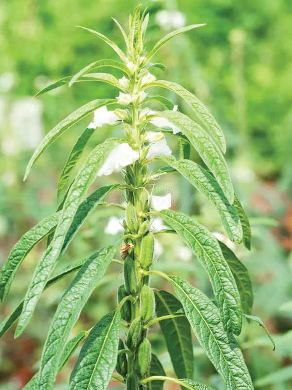 ORGANIC BROWN SESAME SEEDLING <br> شتلات السمسم البني العضوية