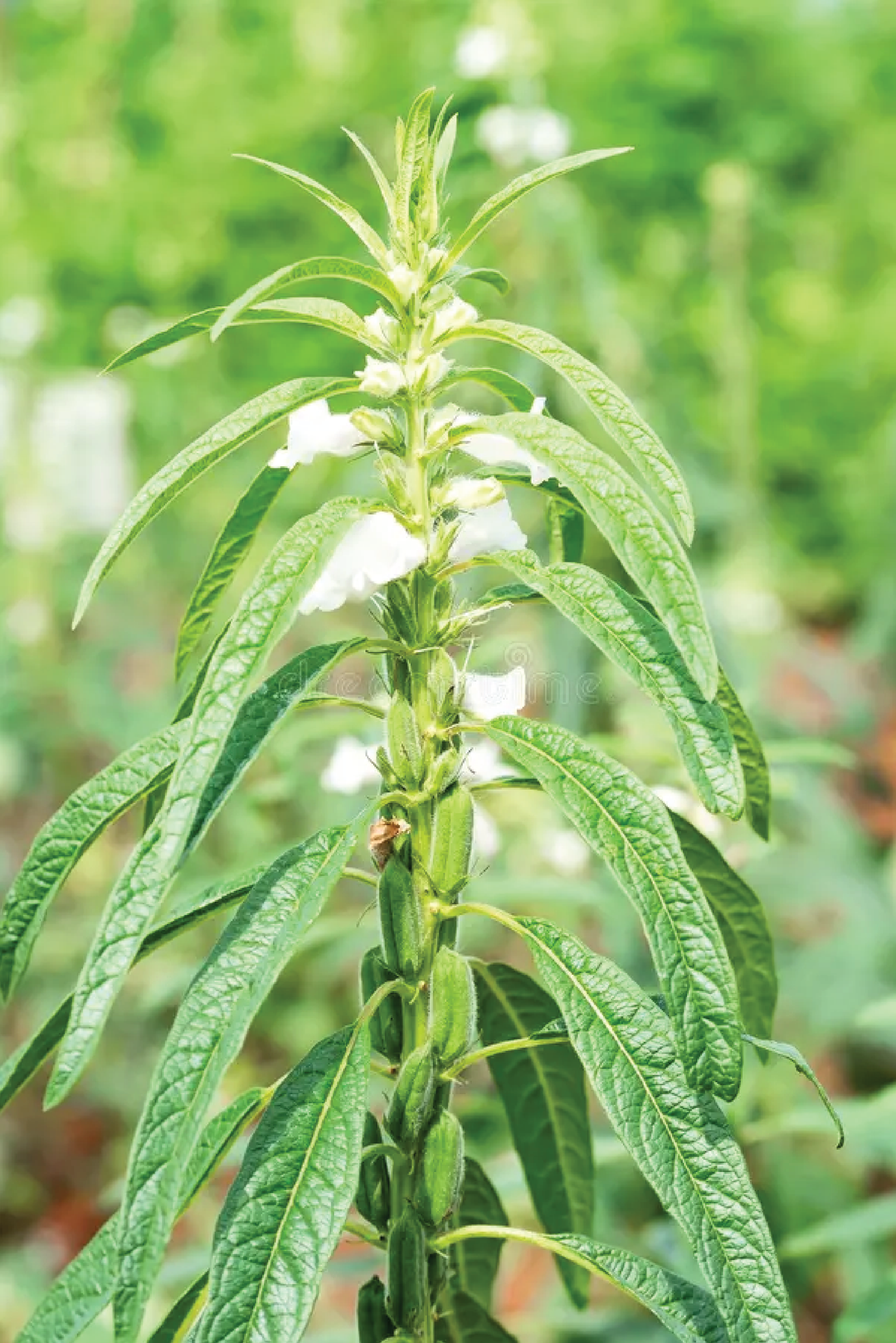 ORGANIC BROWN SESAME SEEDLING <br> شتلات السمسم البني العضوية