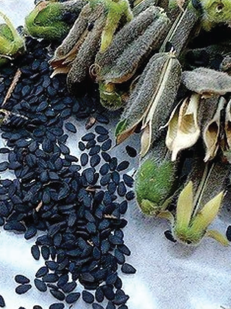 ORGANIC BLACK SESAME SEEDLING <br> شتلات السمسم الأسود العضوية