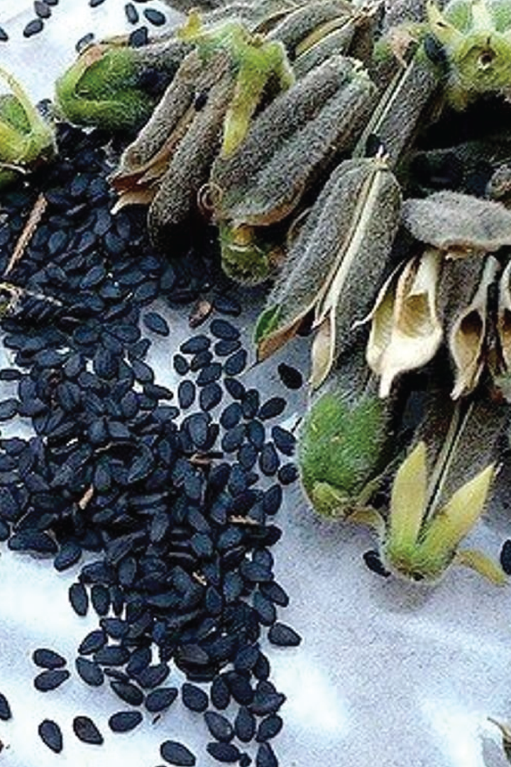 ORGANIC BLACK SESAME SEEDLING <br> شتلات السمسم الأسود العضوية