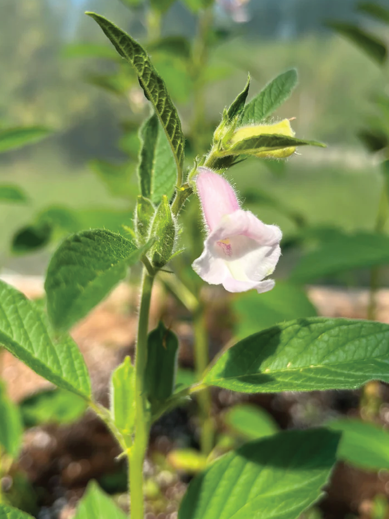ORGANIC BLACK SESAME SEEDLING <br> شتلات السمسم الأسود العضوية